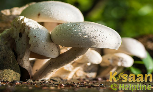 Mushroom (मशरुम)